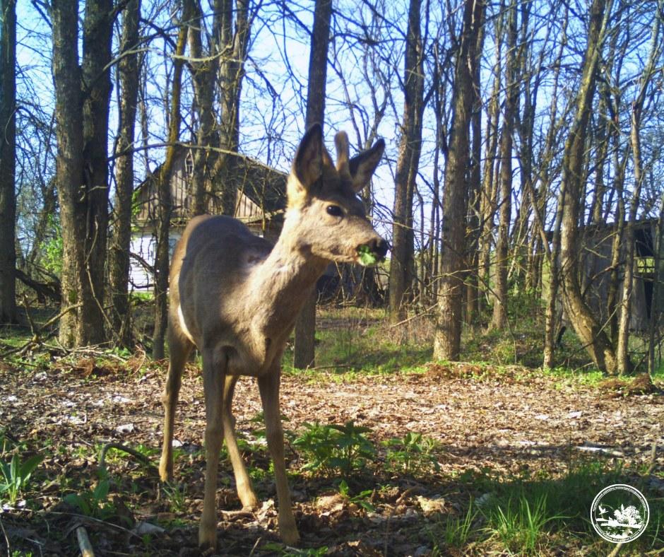Тиха гостя: у районі Чорнобиля біля закинутих хат помітили цікаву тварину