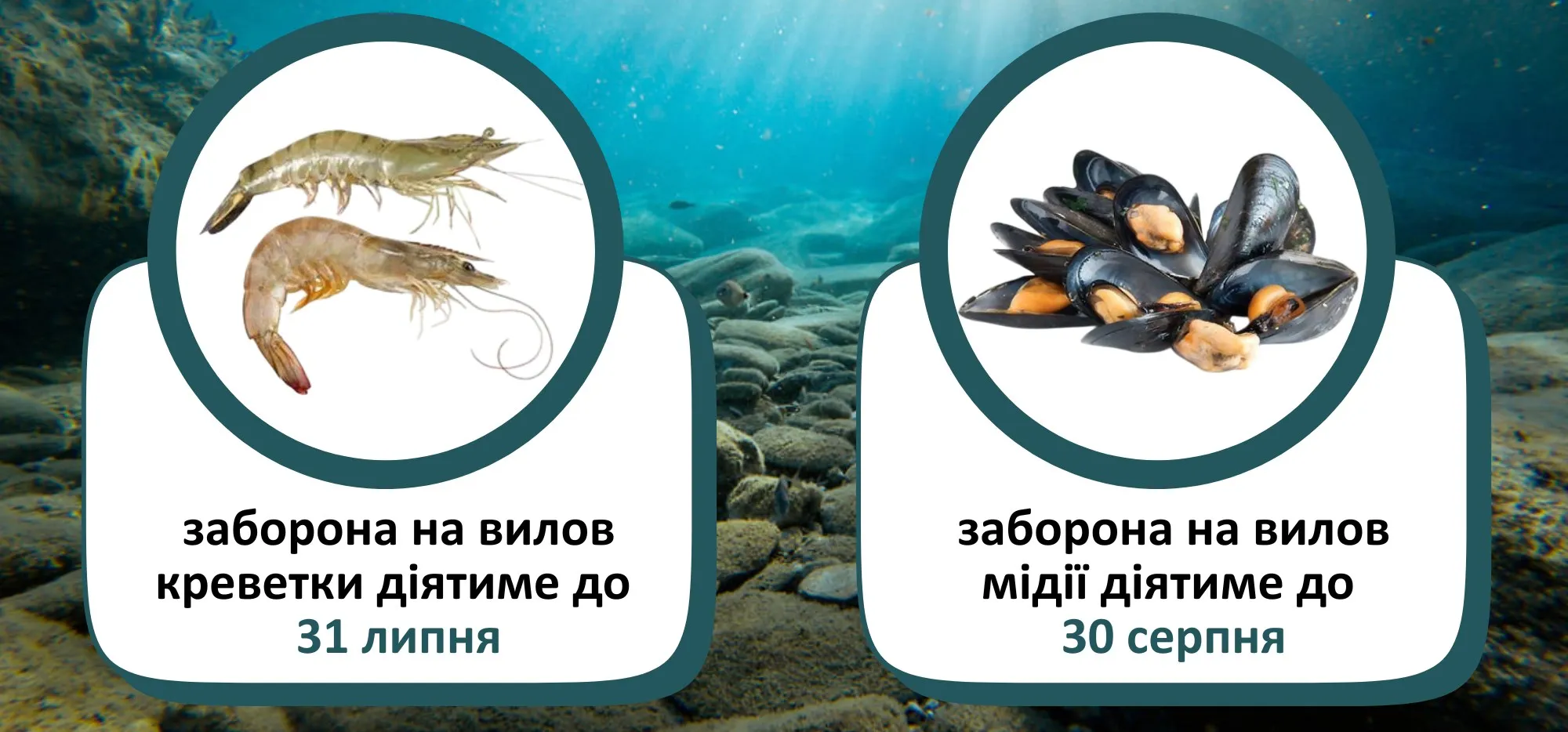 Заборони для рибаків 2026 - кого не можна ловити 1 червня