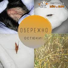dogcatvetpoltava - Остюки-це висохлі колоски трав. Які несуть небезпеку вашим улюбленцям. Через свої гачки та особливість структури, проколюють шкіру, та швидко занурюються у її товщу. Найчастіше їх можна спостерігати у некошенній висохлій
